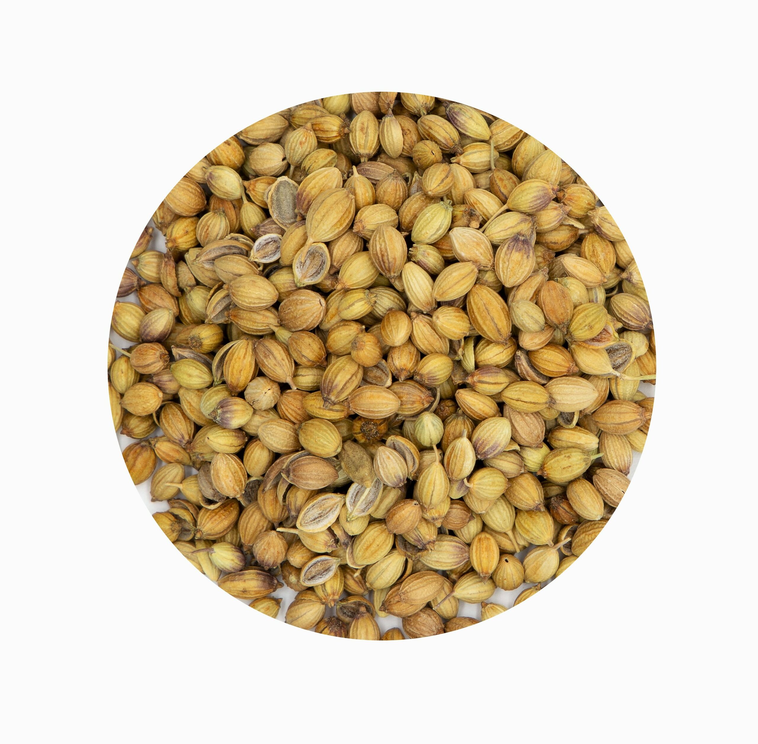 CORIANDRE Graines ( Maghreb ) –