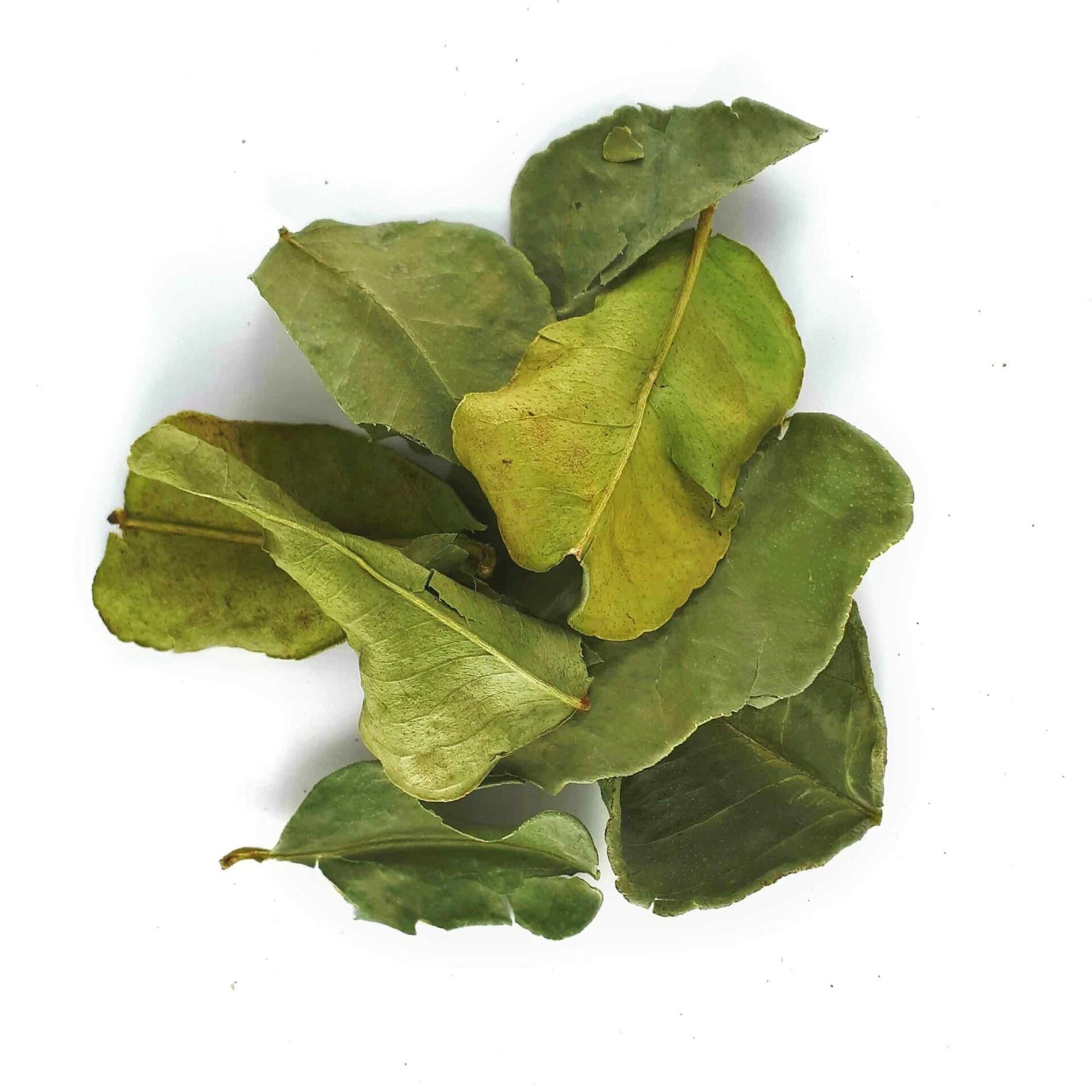 LIME KAFFIR / COMBAVA Feuilles Séchées ( Thaïlande ) Louna.be